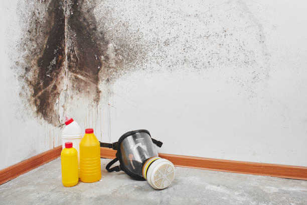 Best Mold Removal Company Near Me  in Stuarts Draft, VA