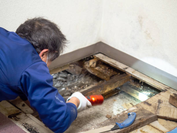 Best Affordable Mold Removal  in Stuarts Draft, VA