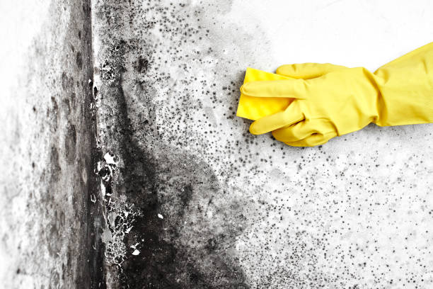 Best Emergency Mold Removal  in Stuarts Draft, VA