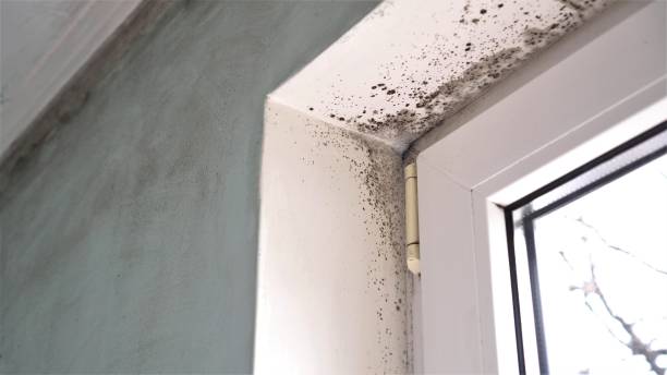 Best Commercial Mold Removal  in Stuarts Draft, VA