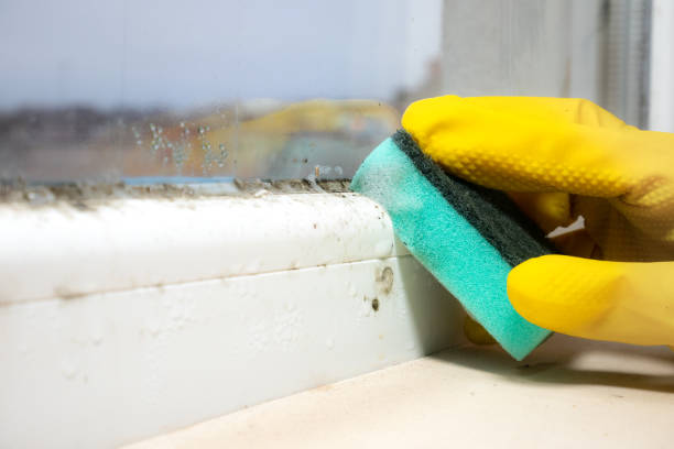 Best Mold Remediation Services  in Stuarts Draft, VA