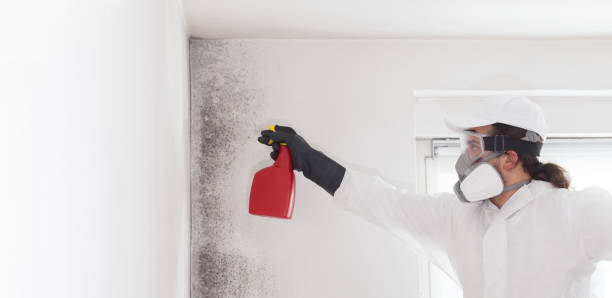 Best Best Mold Removal Companies  in Stuarts Draft, VA