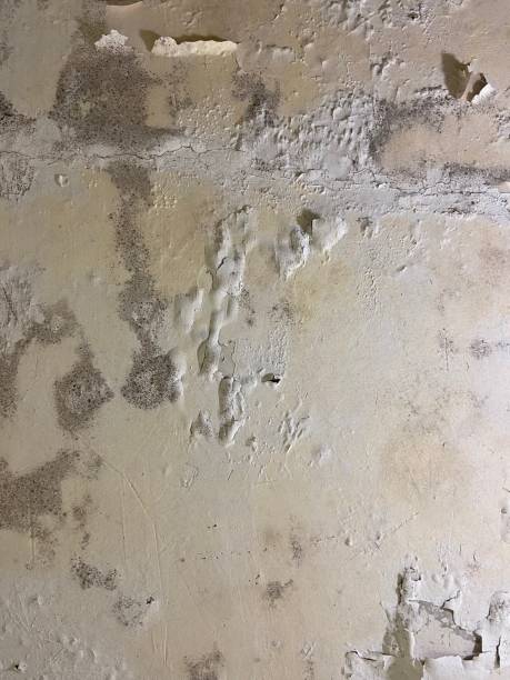 Best Certified Mold Removal  in Stuarts Draft, VA