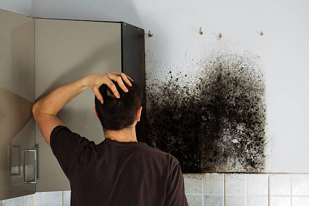 Best Mold Removal Near Me  in Stuarts Draft, VA
