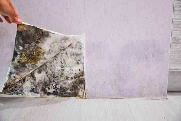 Best Fast Mold Removal  in Stuarts Draft, VA